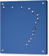 Snow Geese Flying In Formation Bosque Acrylic Print