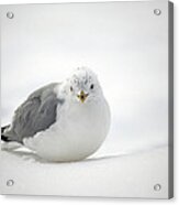 Snow Gull Acrylic Print