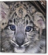 Snow Leopard Cub Endangered Acrylic Print