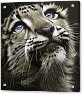 Snow Leopard Cub Acrylic Print