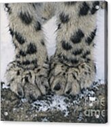 Snow Leopard Feet Acrylic Print