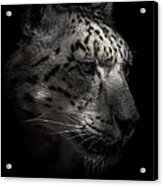 Snow Leopard Portrait Acrylic Print