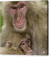 Snow Monkeys, Mother With Baby, Japan Acrylic Print