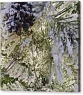 Snow On Pine Tree Acrylic Print