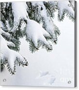 Snow On Winter Branches Acrylic Print