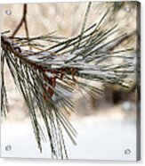 Snow Pine Acrylic Print