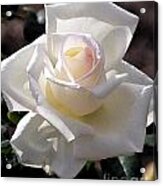 White Rose Bloom Acrylic Print