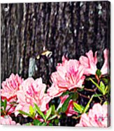 Snowberry Clearwing Ii- Sphinx Moth Acrylic Print