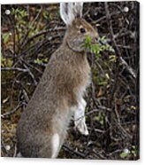 Snowshoe Hare Browsing Alaska Acrylic Print