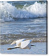 Snowy Egret And Waves Acrylic Print