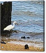 Snowy Egret At The Shore Acrylic Print