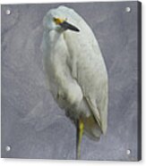 Snowy Egret Acrylic Print