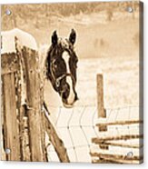 Snowy Horse Acrylic Print