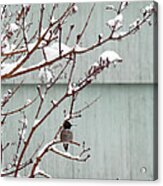 Snowy Hummingbird Acrylic Print