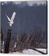 Snowy Lift Off Acrylic Print