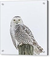 Snowy Owl 2014 1 Acrylic Print