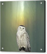 Snowy Owl And Aurora Borealis Acrylic Print