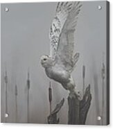 Snowy Owl Blastoff Acrylic Print