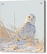 Snowy Owl In The Snow Covered Dunes Acrylic Print