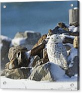 Snowy Owl On A Rock Pile Acrylic Print