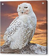 Snowy Owl Perched At Sunset Acrylic Print