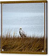 Snowy Owl Triptych Acrylic Print