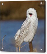 Snowy Owl Yawning Acrylic Print