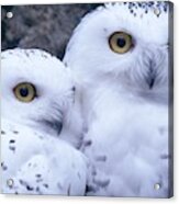 Snowy Owls Acrylic Print