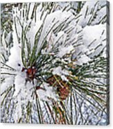 Snowy Pine Acrylic Print