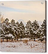 Snowy Winter Pine Trees Acrylic Print