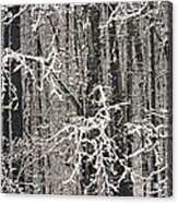 Snowy Woods Acrylic Print