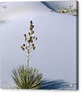 Soaptree Yucca In Gypsum Sand White Acrylic Print