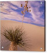 Soaptree Yucca  On Dune Acrylic Print