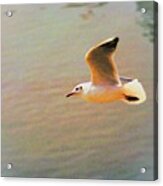 Soaring Gull Acrylic Print