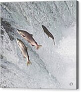 Sockeye Salmon Jumping Brooks Falls Acrylic Print