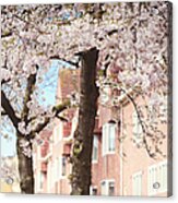Soft Dreams. Pink Spring In Amsterdam Acrylic Print