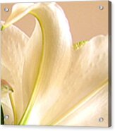 Soft Lily Photograph Acrylic Print