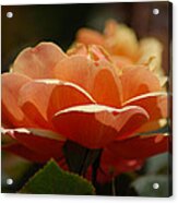 Soft Orange Flower Acrylic Print