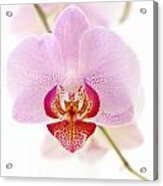 Soft Orchid Acrylic Print