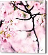 Soft Pink Cherry Blossoms In The Sunlight Acrylic Print