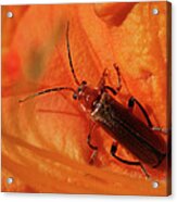 Soldier Beetle Acrylic Print
