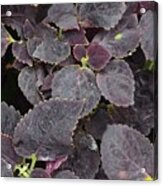 Solenostemon 'black Prince' Acrylic Print