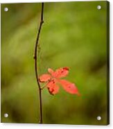 Solitary Red Leaf Acrylic Print