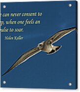 Solitary Seagull Acrylic Print