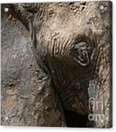 Some Elephants Prefer Mud Acrylic Print