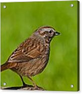 Song Sparrow On A Log Acrylic Print