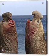 Southern Elephant Seal Males Competing Acrylic Print