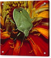 Southern Green Stink Bug Acrylic Print