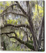 Southern Live Oak With Spanish Moss Acrylic Print