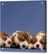 Spaniel Puppies Acrylic Print